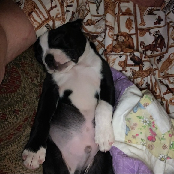 Family and pups - Picture 5 of 7